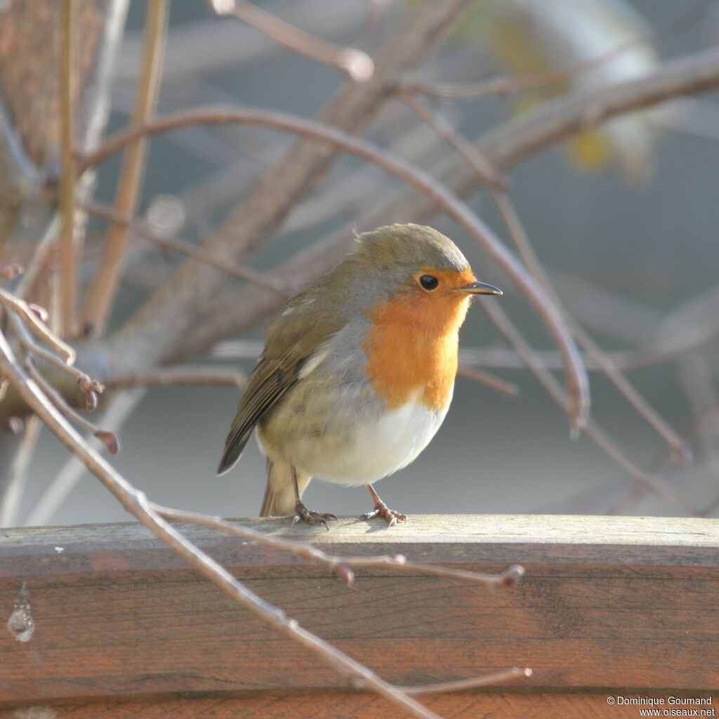 European Robinadult