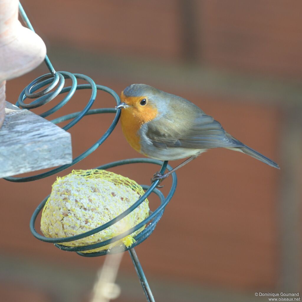 European Robinadult