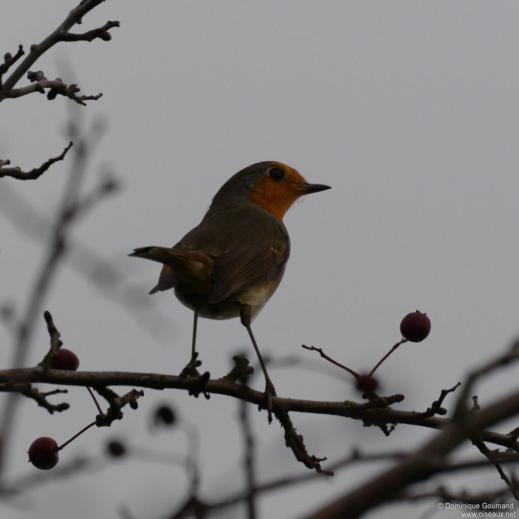 European Robin