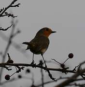 European Robin