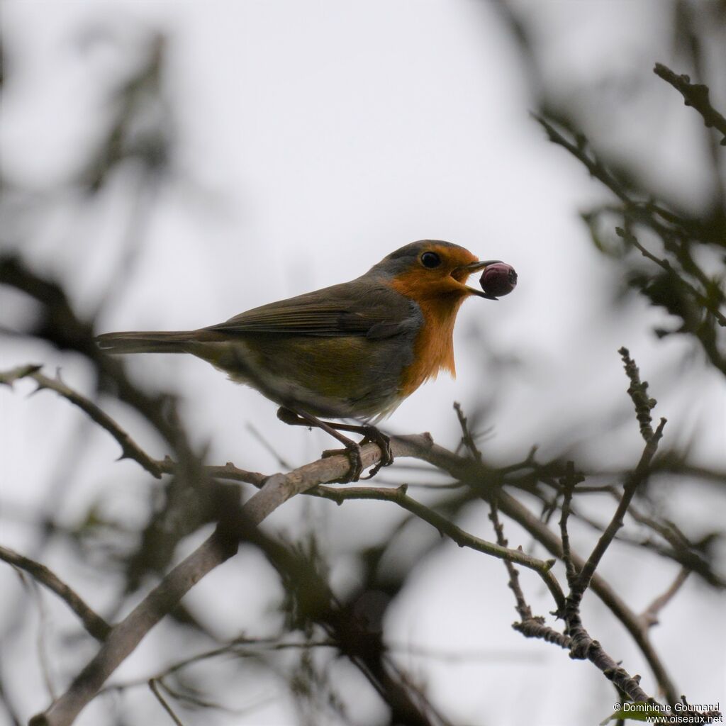 European Robin