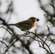 European Robin