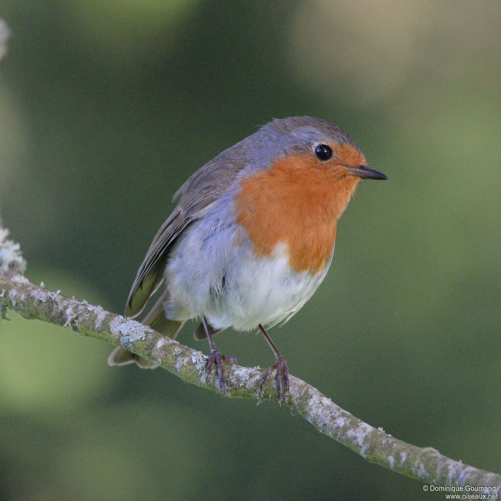 European Robin