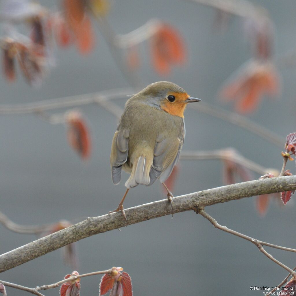 European Robinadult