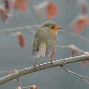 European Robin