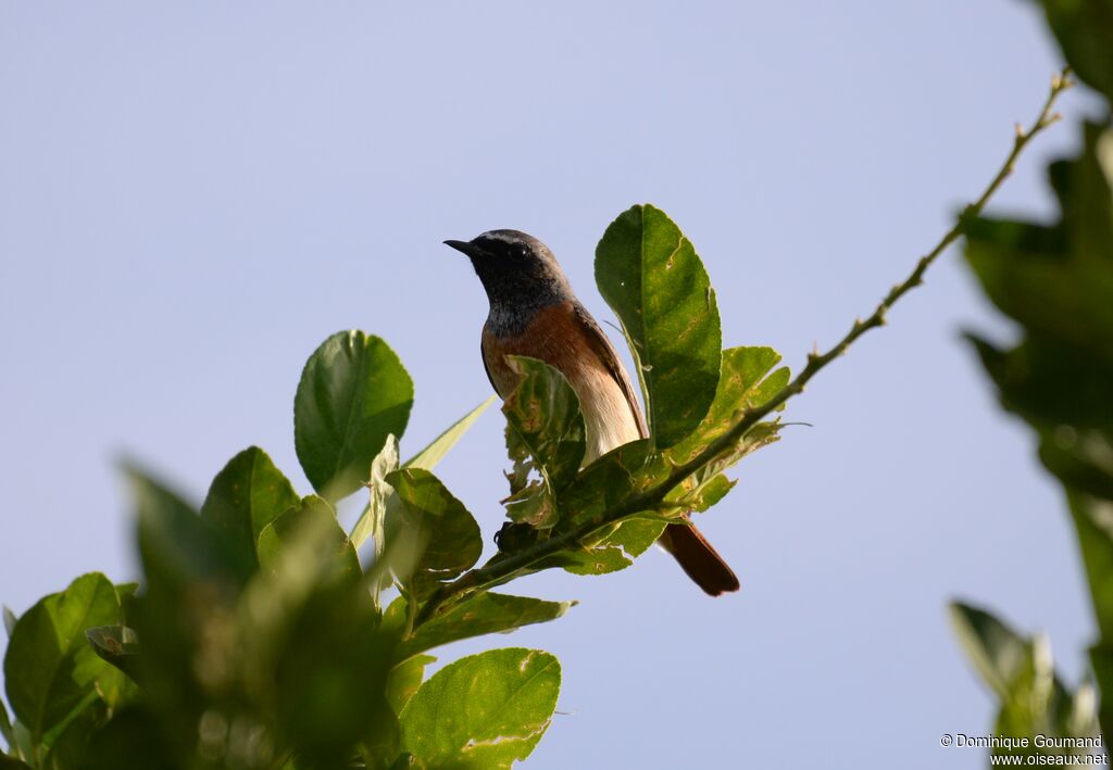 Common Redstart male adult