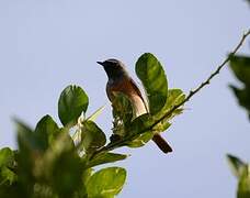 Common Redstart