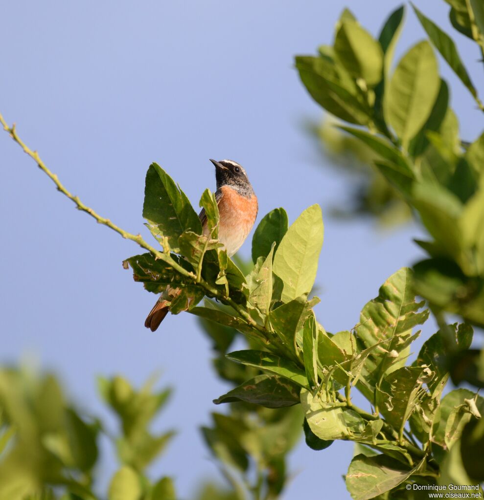 Common Redstart male adult