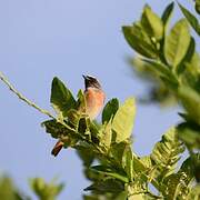 Common Redstart