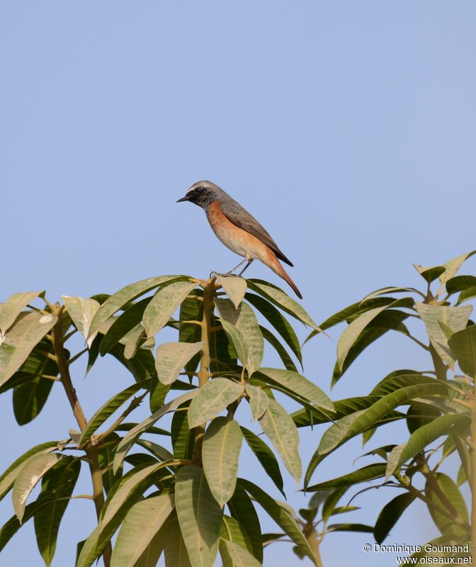 Common Redstart male adult