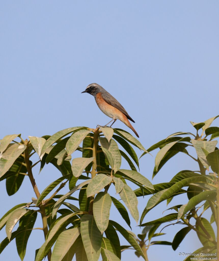 Common Redstart male adult