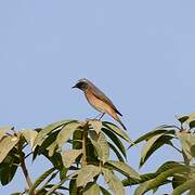 Common Redstart