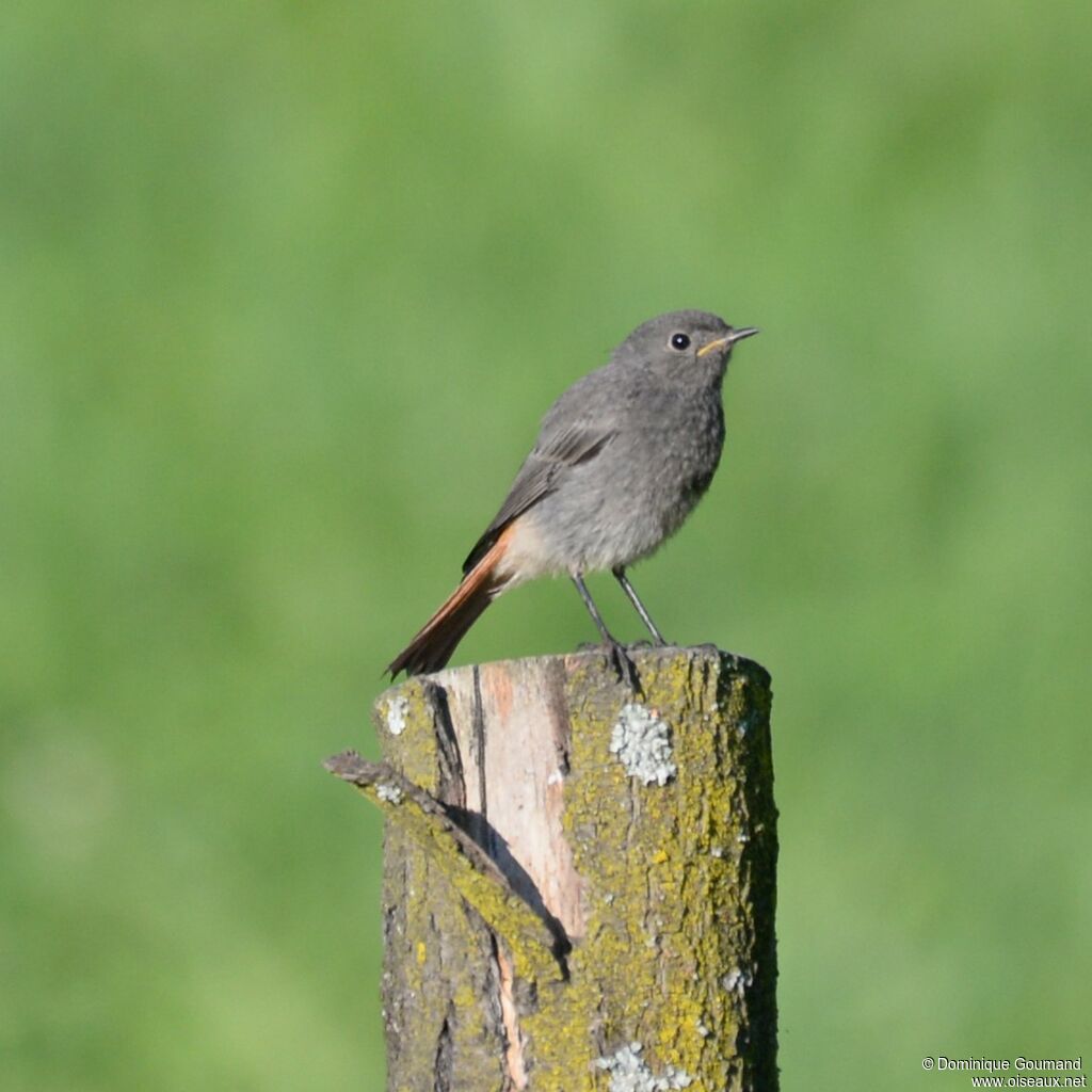 Black Redstartjuvenile