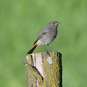 Black Redstart