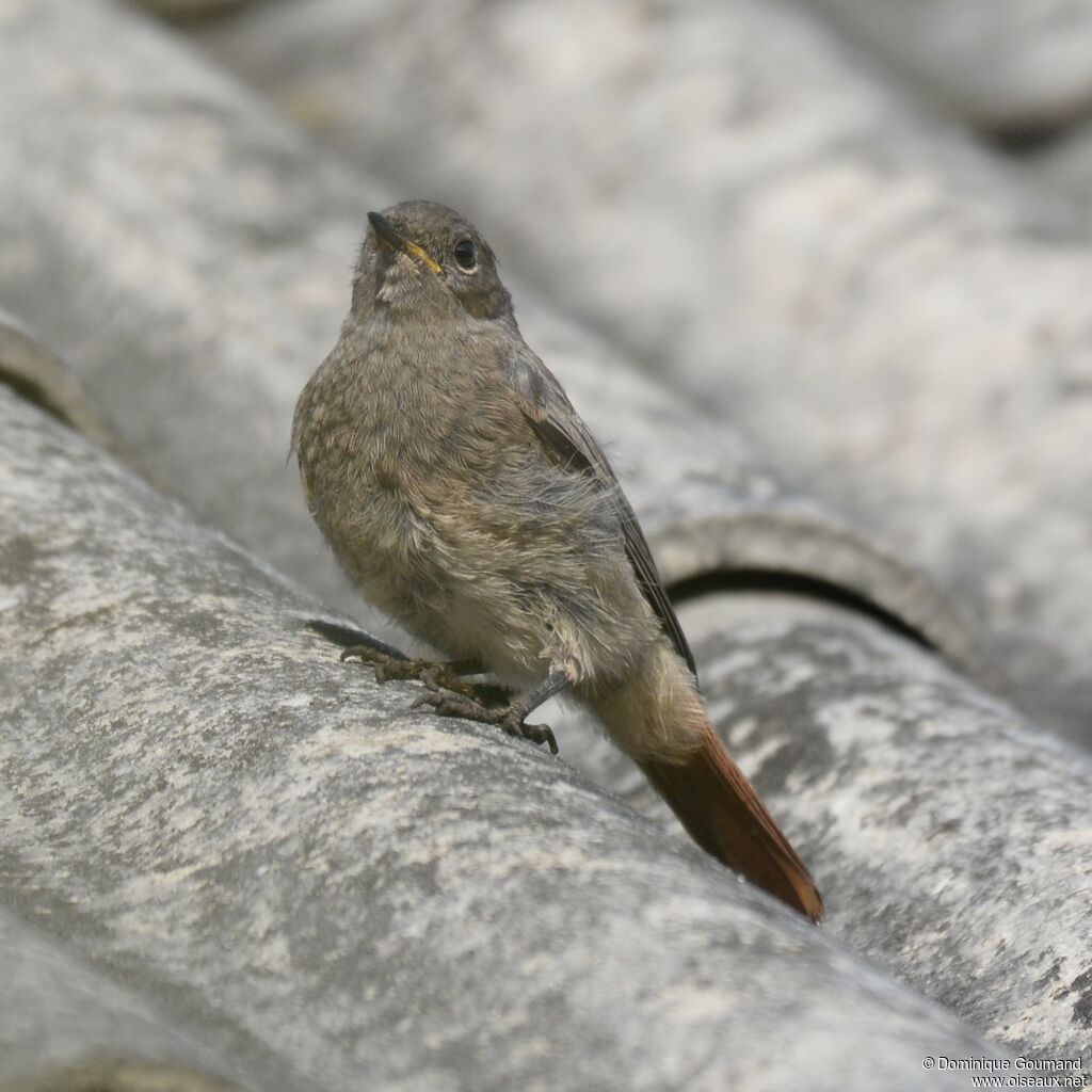 Black Redstart