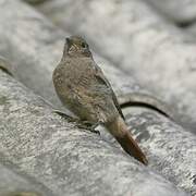 Black Redstart