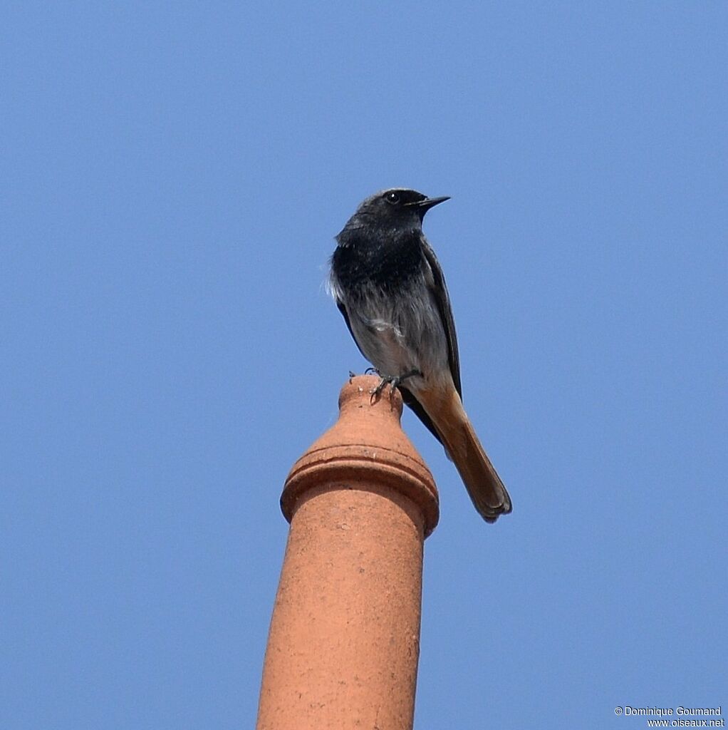 Black Redstart male adult