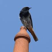 Black Redstart