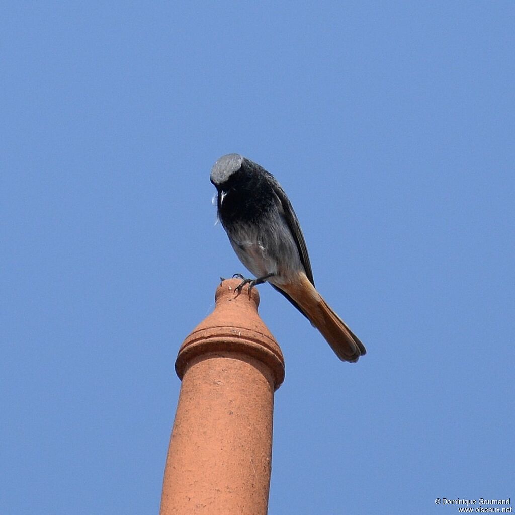 Black Redstart male adult