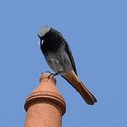 Black Redstart