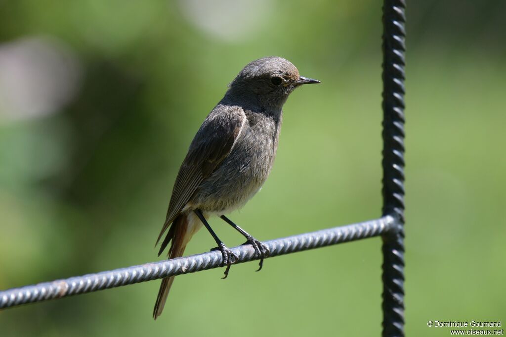 Black Redstart male First year