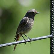 Black Redstart