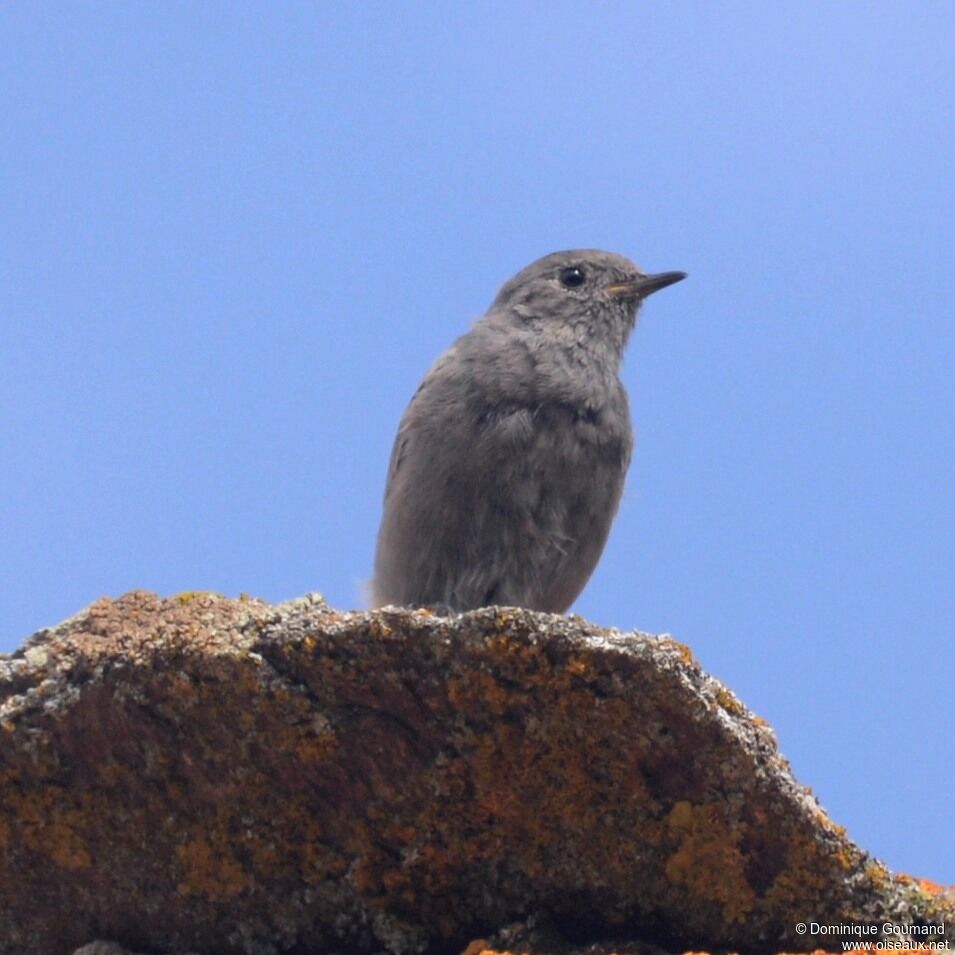 Black Redstart female adult