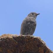 Black Redstart