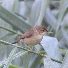 Rousserolle effarvatte