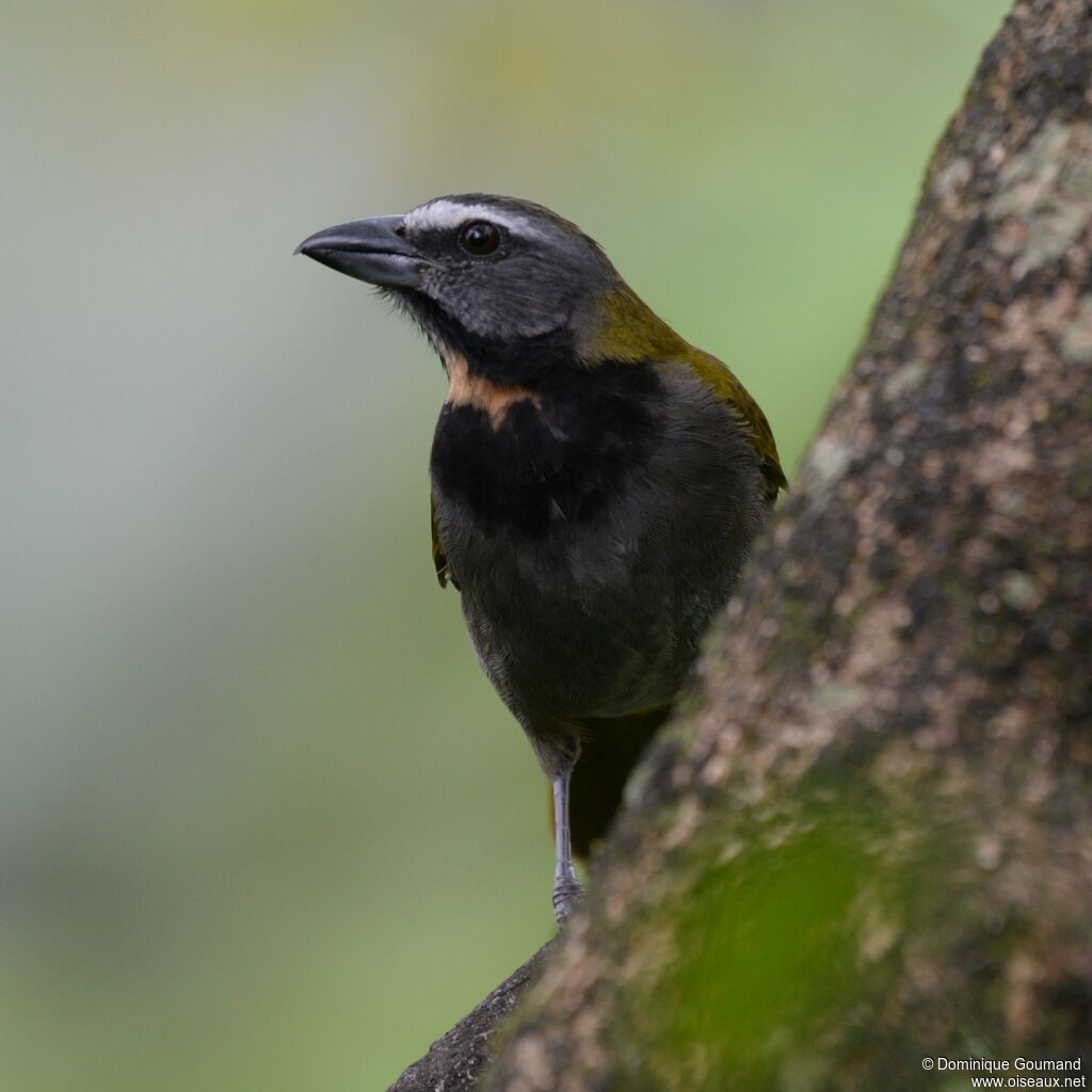 Saltator des grands-boisadulte