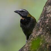 Buff-throated Saltator