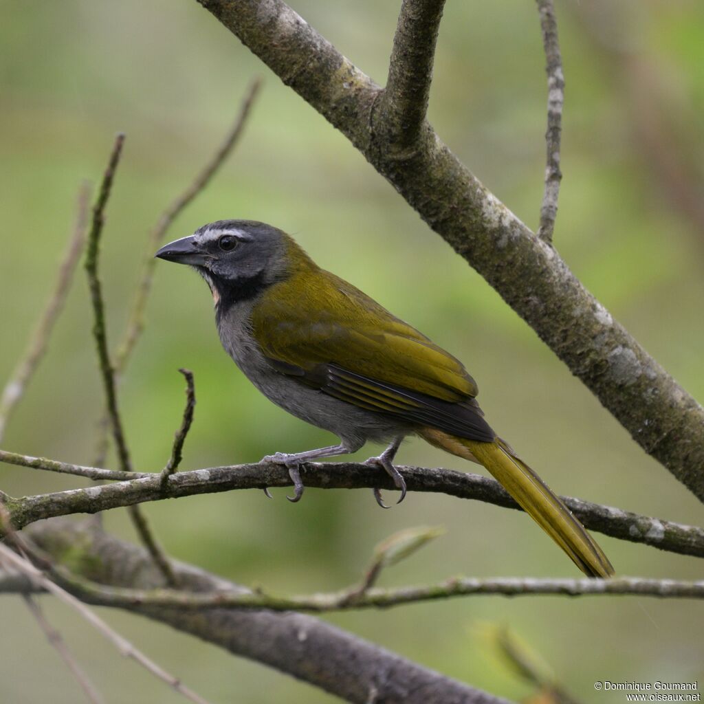 Buff-throated Saltatoradult