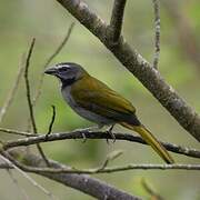 Buff-throated Saltator