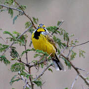 Yellow-throated Longclaw