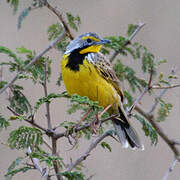 Yellow-throated Longclaw