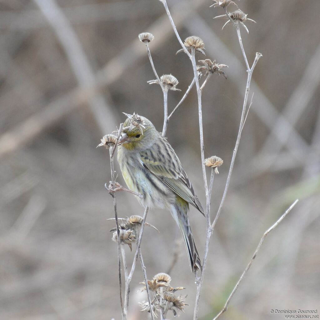 Serin cini femelle adulte