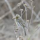 Serin cini