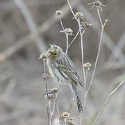 European Serin