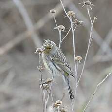 Serin cini