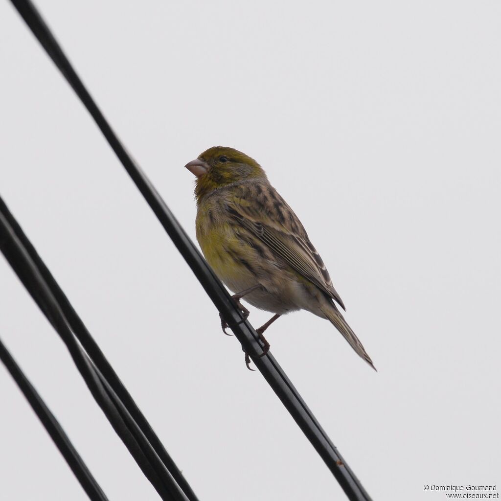 Serin cini mâle adulte