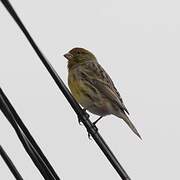 European Serin