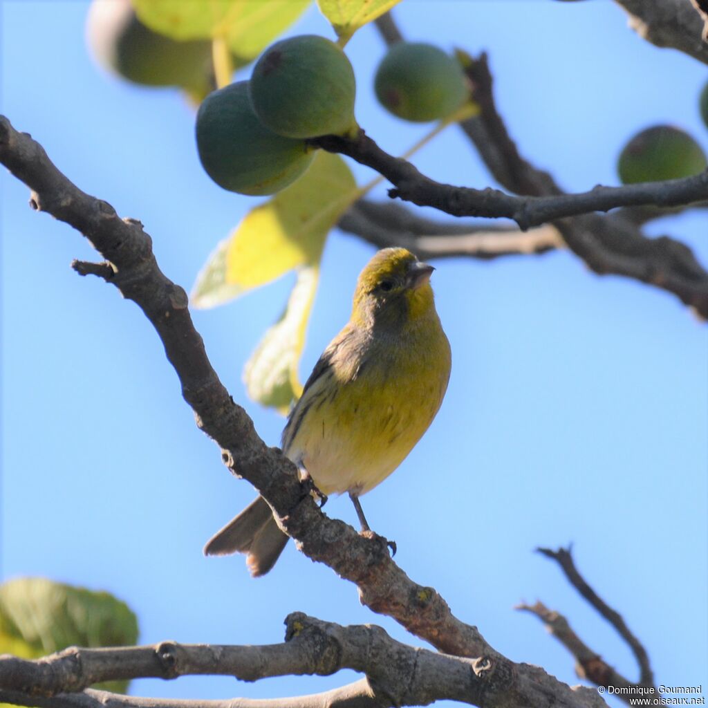 Atlantic Canary male