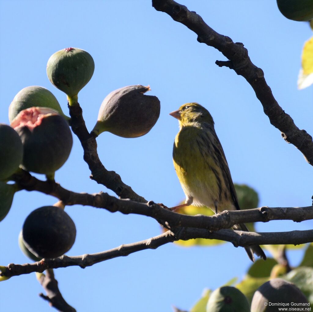 Serin des Canaries mâle