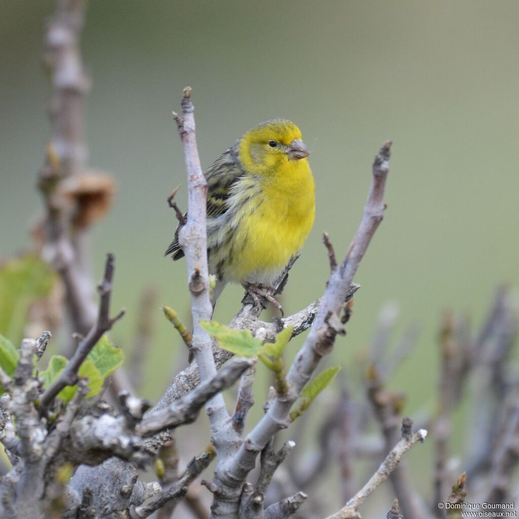 Serin des Canaries mâle adulte