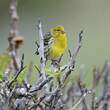 Serin des Canaries