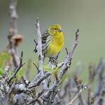 Serin des Canaries