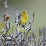 Serin des Canaries