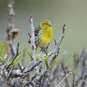 Serin des Canaries