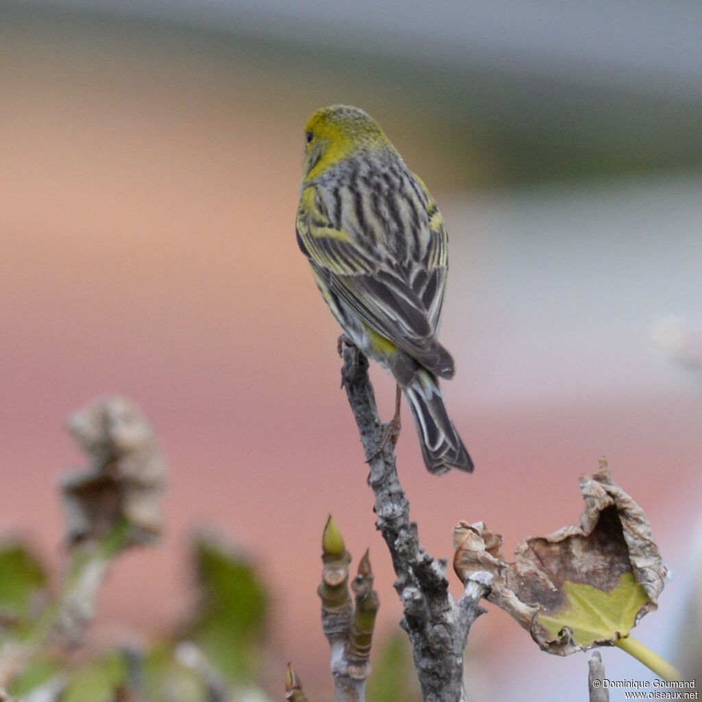 Serin des Canaries mâle adulte