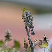 Atlantic Canary